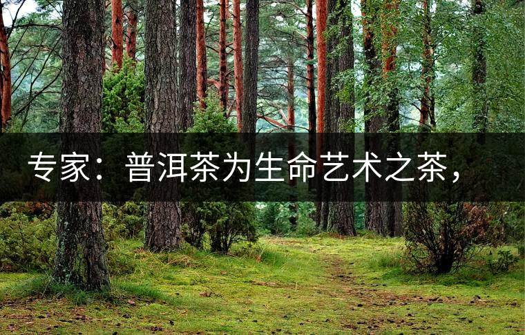 專家：普洱茶為生命藝術(shù)之茶，現(xiàn)低價時期可投資收茶