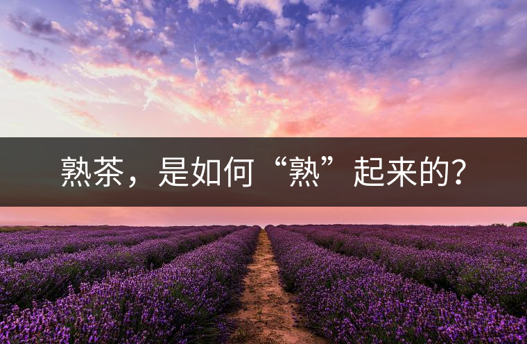 熟茶，是如何“熟”起來的？