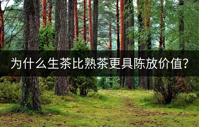 為什么生茶比熟茶更具陳放價(jià)值？