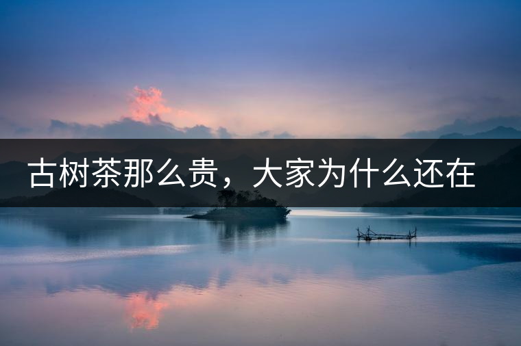 古樹茶那么貴，大家為什么還在瘋狂追求？