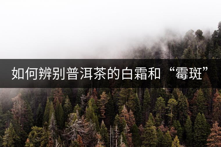 如何辨別普洱茶的白霜和“霉斑”？