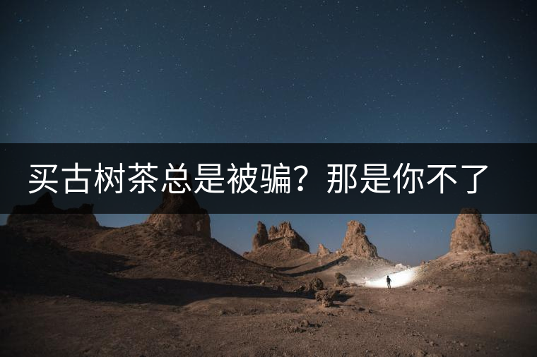 買古樹茶總是被騙？那是你不了解古樹茶的十大真相