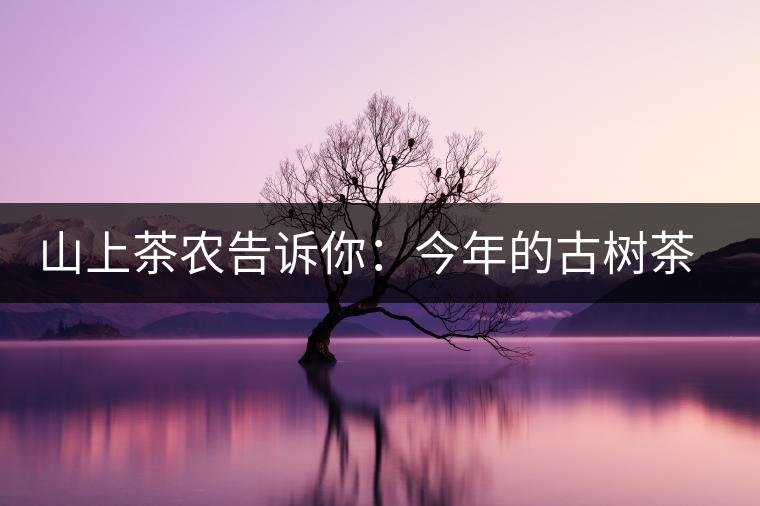 山上茶農(nóng)告訴你：今年的古樹茶為什么那么貴？