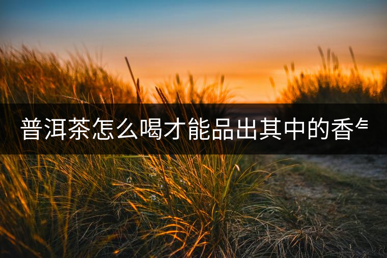 普洱茶怎么喝才能品出其中的香氣？