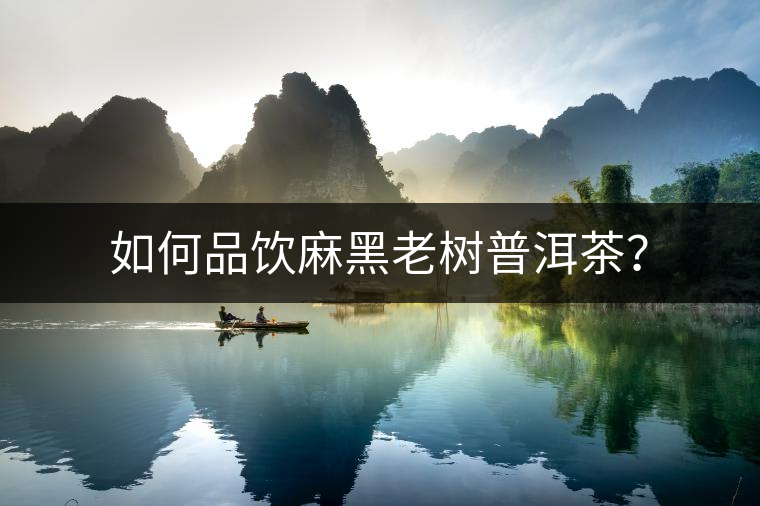 如何品飲麻黑老樹普洱茶？