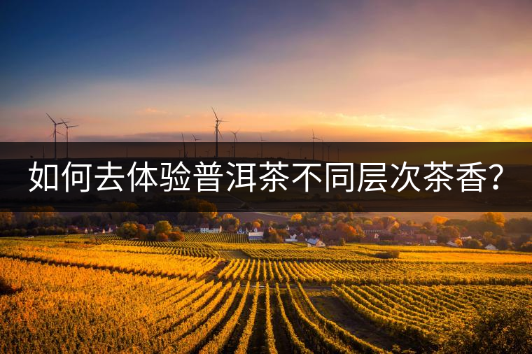 如何去體驗(yàn)普洱茶不同層次茶香？
