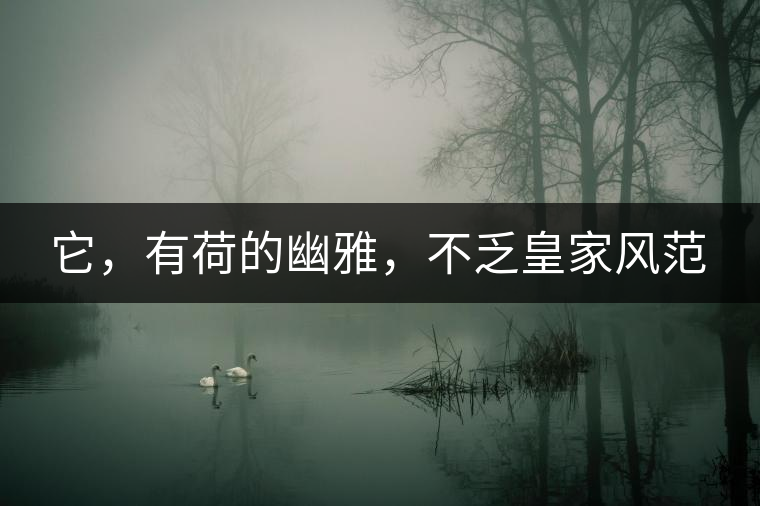 它，有荷的幽雅，不乏皇家風范