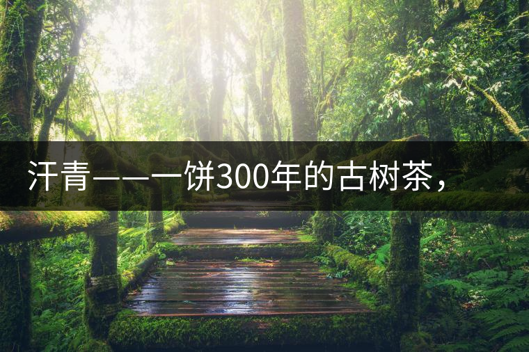 汗青——一餅300年的古樹茶，教您如何品鑒它的真諦