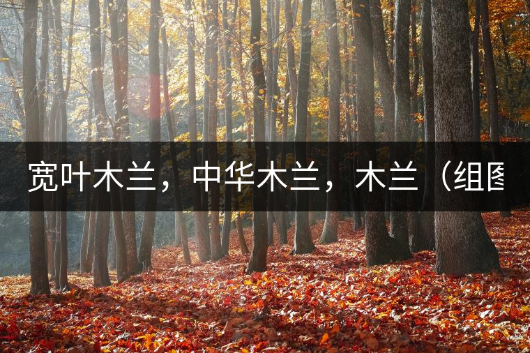 寬葉木蘭，中華木蘭，木蘭（組圖）