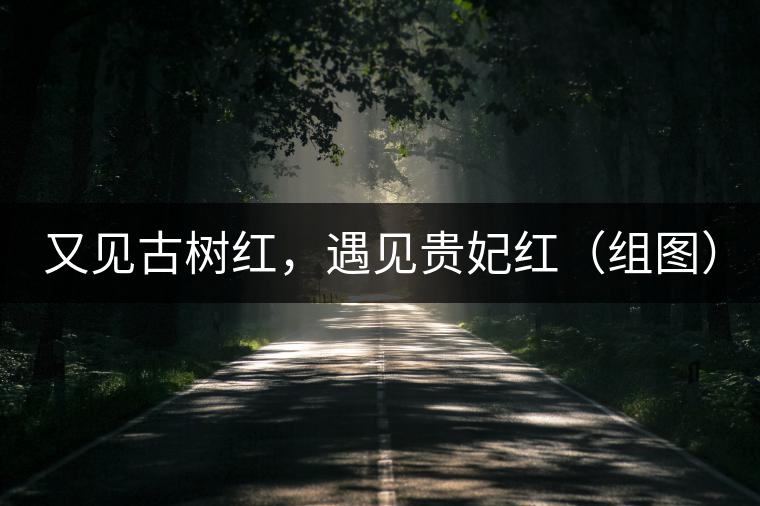 又見古樹紅，遇見貴妃紅（組圖）