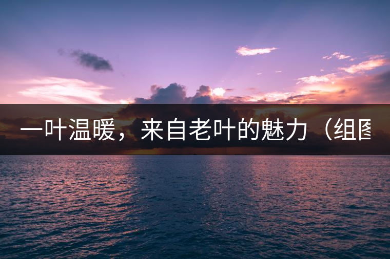 一葉溫暖，來自老葉的魅力（組圖）