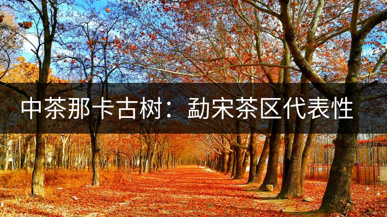 中茶那卡古樹(shù)：勐宋茶區(qū)代表性茶品