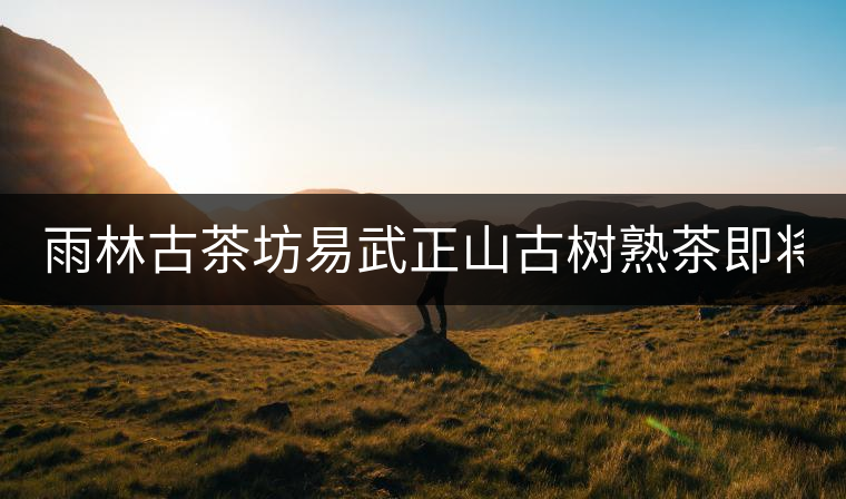 雨林古茶坊易武正山古樹熟茶即將上市！