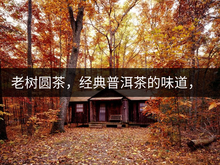 老樹圓茶，經(jīng)典普洱茶的味道，即將上市