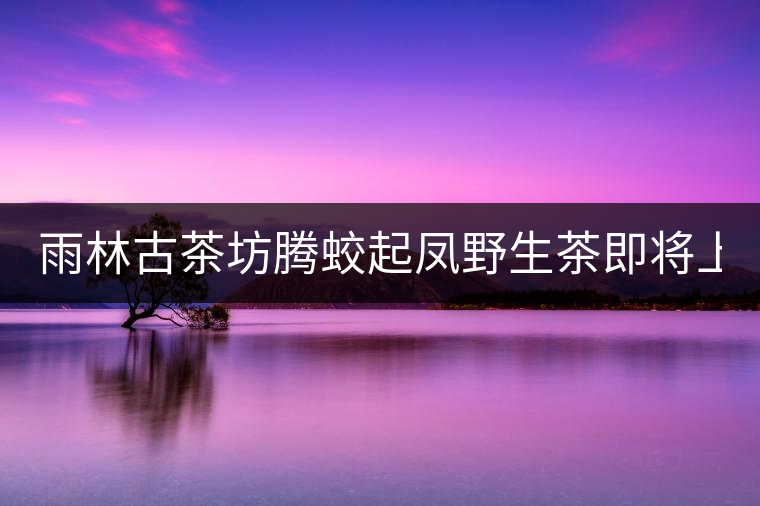 雨林古茶坊騰蛟起鳳野生茶即將上市！