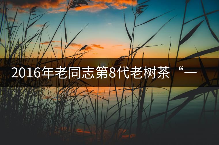 2016年老同志第8代老樹茶“一號熟”即將上市