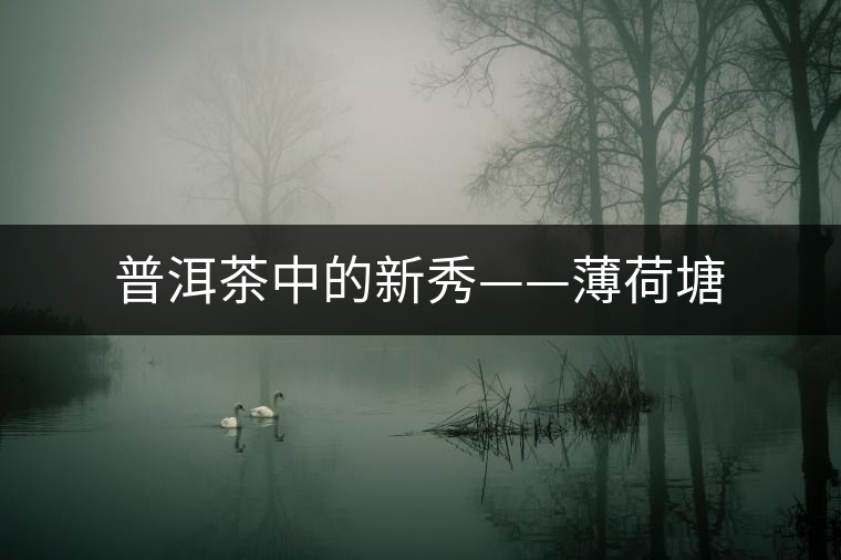 普洱茶中的新秀——薄荷塘 普洱茶中的新秀——薄荷塘