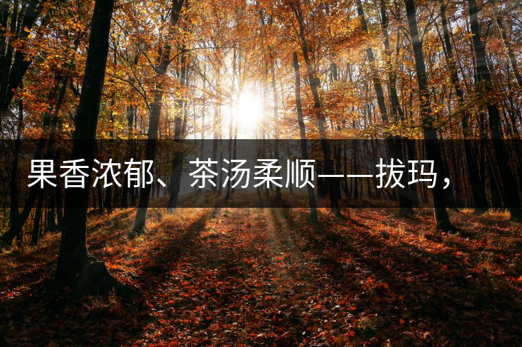 果香濃郁、茶湯柔順——拔瑪，南糯山最好的茶