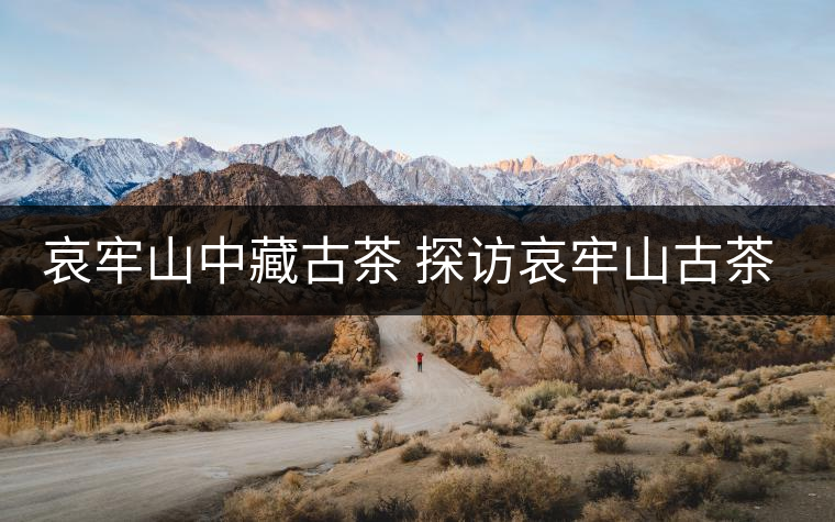 哀牢山中藏古茶 探訪哀牢山古茶樹資源 哀牢山中藏古茶 探訪哀牢山古茶樹資源