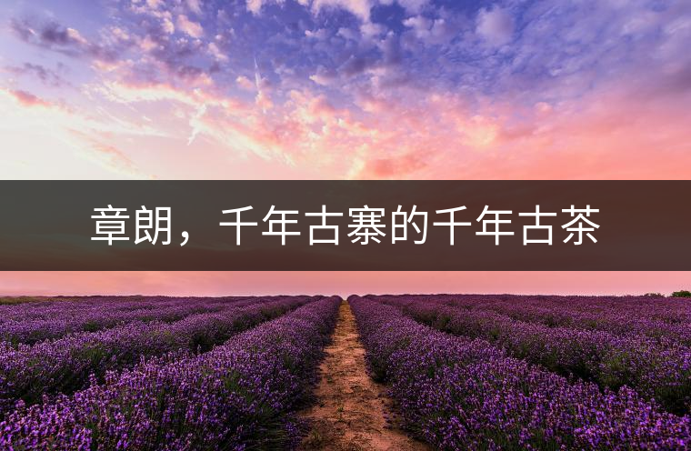 章朗，千年古寨的千年古茶