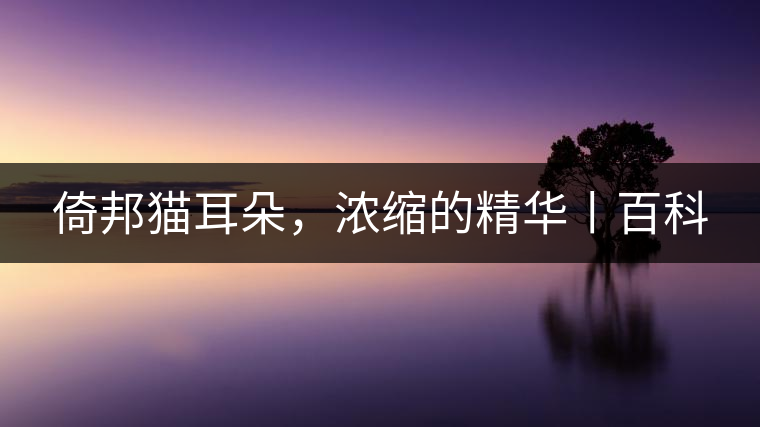 倚邦貓耳朵，濃縮的精華丨百科