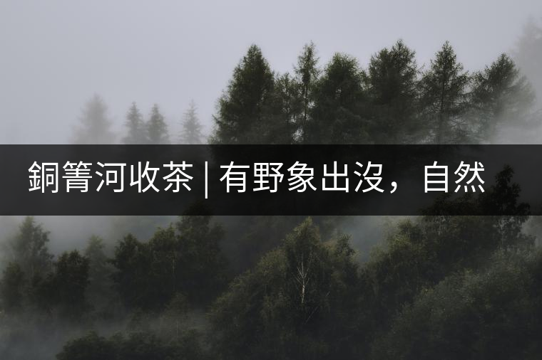 銅箐河收茶 | 有野象出沒，自然是好茶
