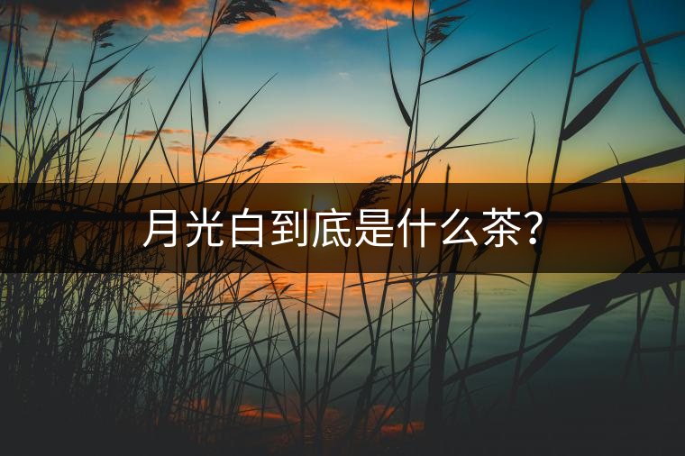 月光白到底是什么茶？