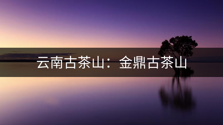云南古茶山：金鼎古茶山