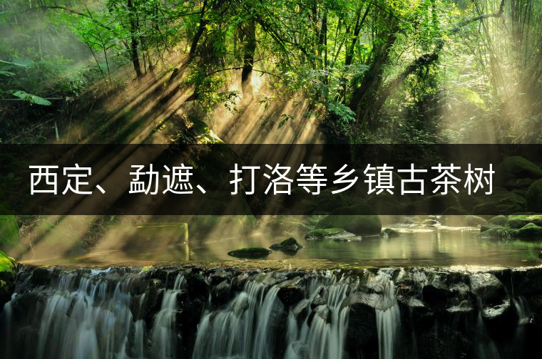 西定、勐遮、打洛等鄉(xiāng)鎮(zhèn)古茶樹資源
