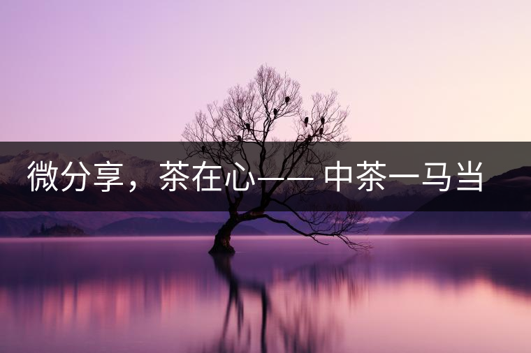 微分享，茶在心—— 中茶一馬當先