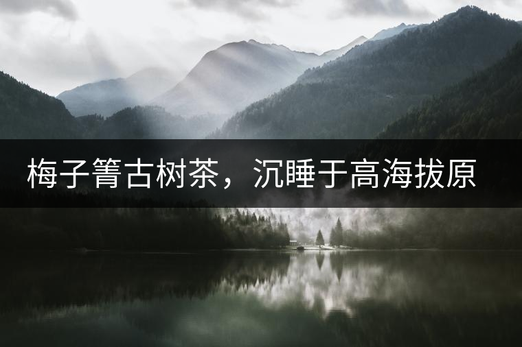 梅子箐古樹茶，沉睡于高海拔原生態(tài)的冰甜美人