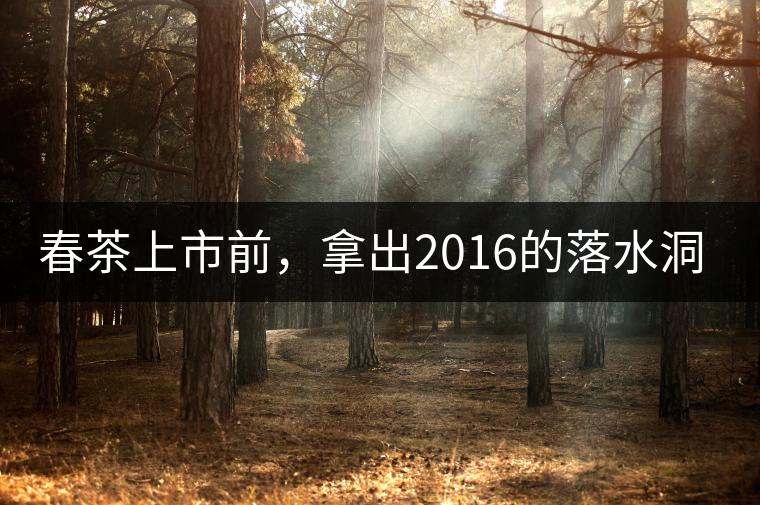 春茶上市前，拿出2016的落水洞秋茶開(kāi)湯