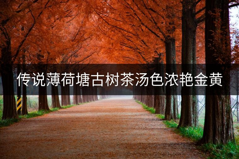傳說(shuō)薄荷塘古樹(shù)茶湯色濃艷金黃