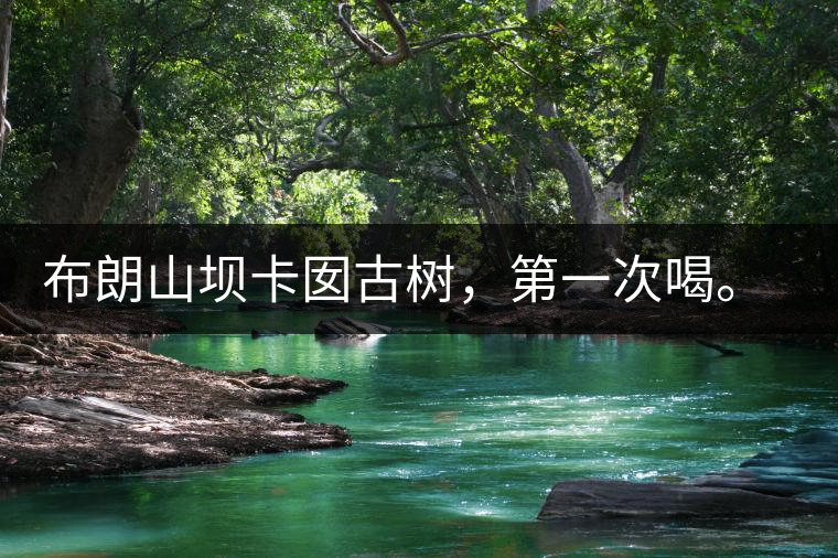 布朗山壩卡囡古樹，第一次喝。感覺不錯(cuò)，這茶不苦