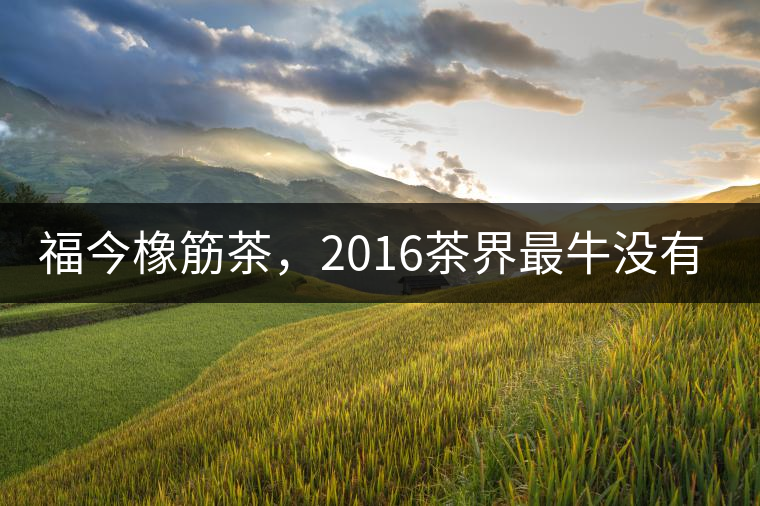 福今橡筋茶，2016茶界最牛沒有之一