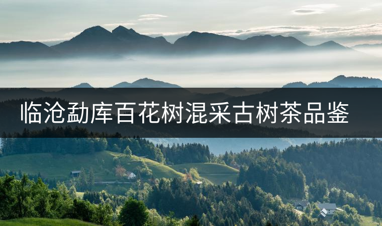 臨滄勐庫(kù)百花樹(shù)混采古樹(shù)茶品鑒報(bào)告 臨滄勐庫(kù)百花樹(shù)混采古樹(shù)茶品鑒報(bào)告