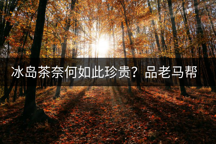 冰島茶奈何如此珍貴？品老馬幫之“冰島老寨”，答案在這里！