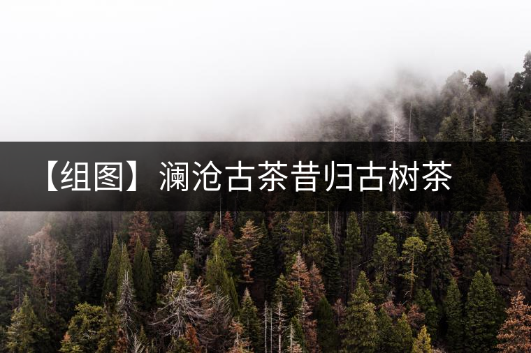 【組圖】瀾滄古茶昔歸古樹(shù)茶開(kāi)湯 【組圖】瀾滄古茶昔歸古樹(shù)茶開(kāi)湯