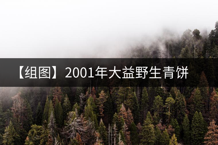 【組圖】2001年大益野生青餅開(kāi)湯