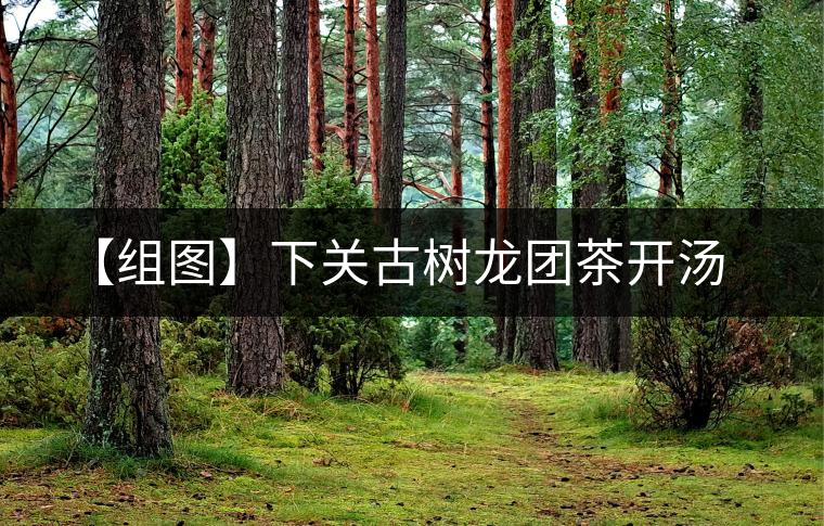 【組圖】下關(guān)古樹(shù)龍團(tuán)茶開(kāi)湯 【組圖】下關(guān)古樹(shù)龍團(tuán)茶開(kāi)湯