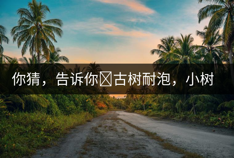 你猜，告訴你?古樹(shù)耐泡，小樹(shù)、臺(tái)地不耐泡都是什么心理？