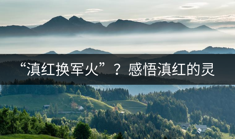 “滇紅換軍火”？感悟滇紅的靈與性！