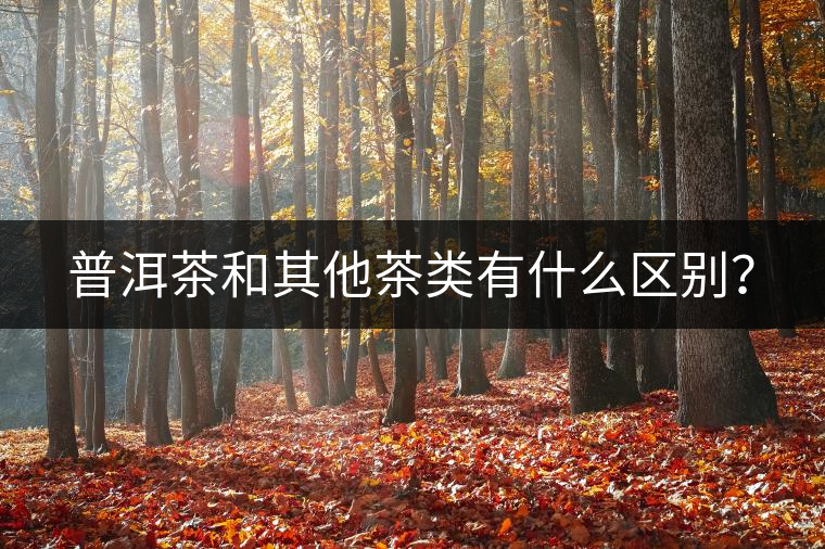 普洱茶和其他茶類(lèi)有什么區(qū)別？