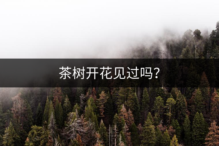 茶樹開花見過嗎？