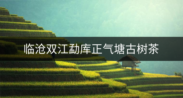 臨滄雙江勐庫(kù)正氣塘古樹(shù)茶