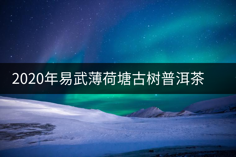 2020年易武薄荷塘古樹普洱茶特點，價格又上漲了嗎？