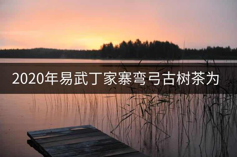 2020年易武丁家寨彎弓古樹茶為什么這么受追捧！