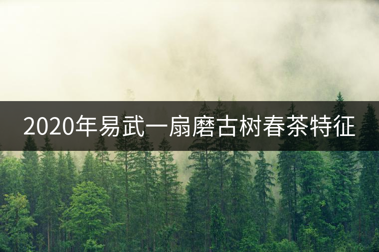 2020年易武一扇磨古樹春茶特征 2020年易武一扇磨古樹春茶特征