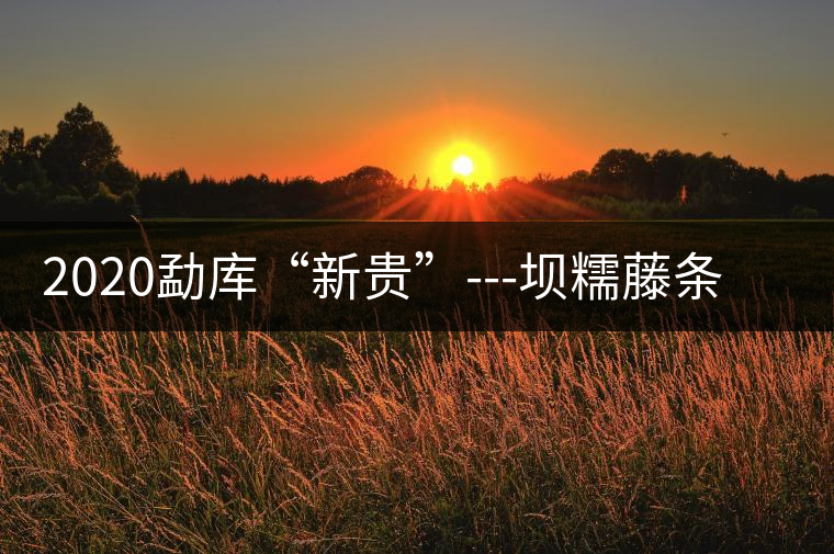 2020勐庫“新貴”---壩糯藤條茶，是如何一夜爆紅的？