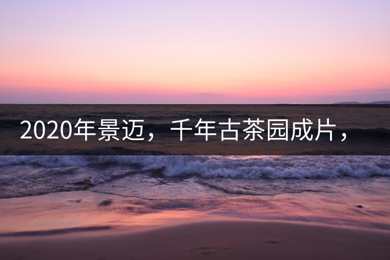 2020年景邁，千年古茶園成片，蘭花香堪稱一絕！